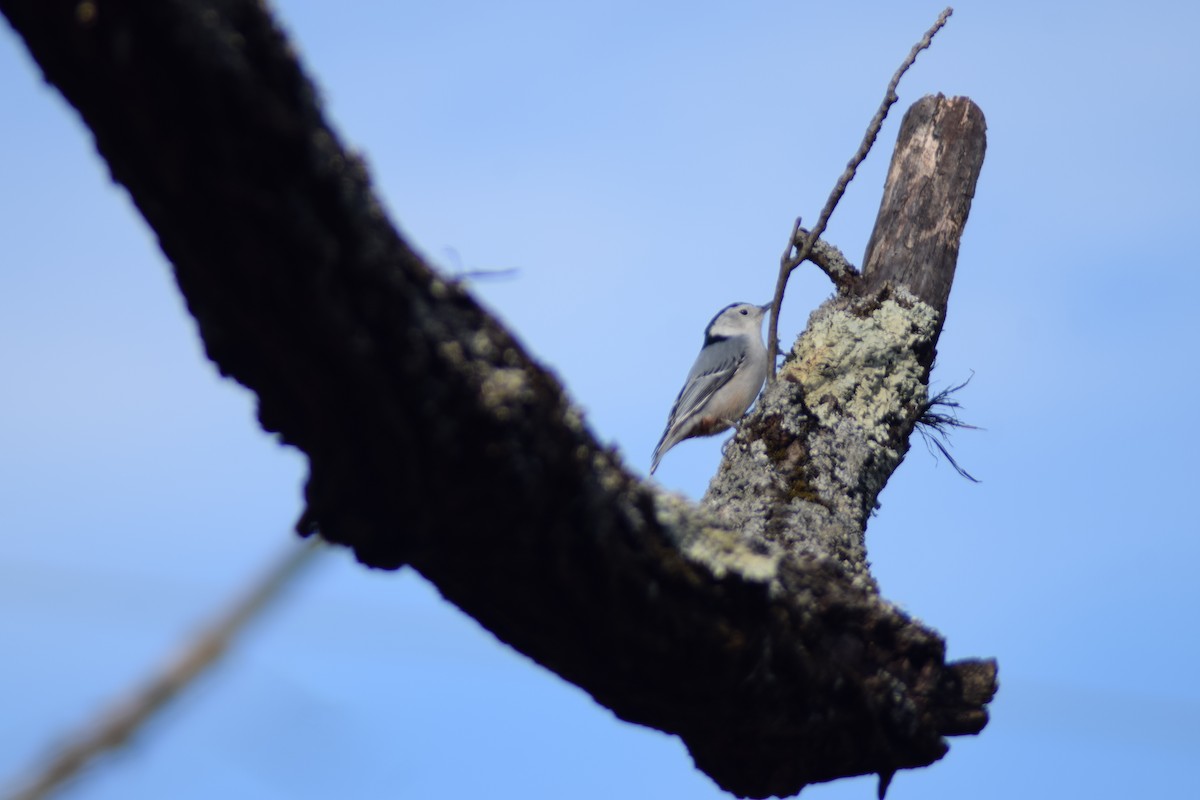 Sittelle à poitrine blanche - ML646088089
