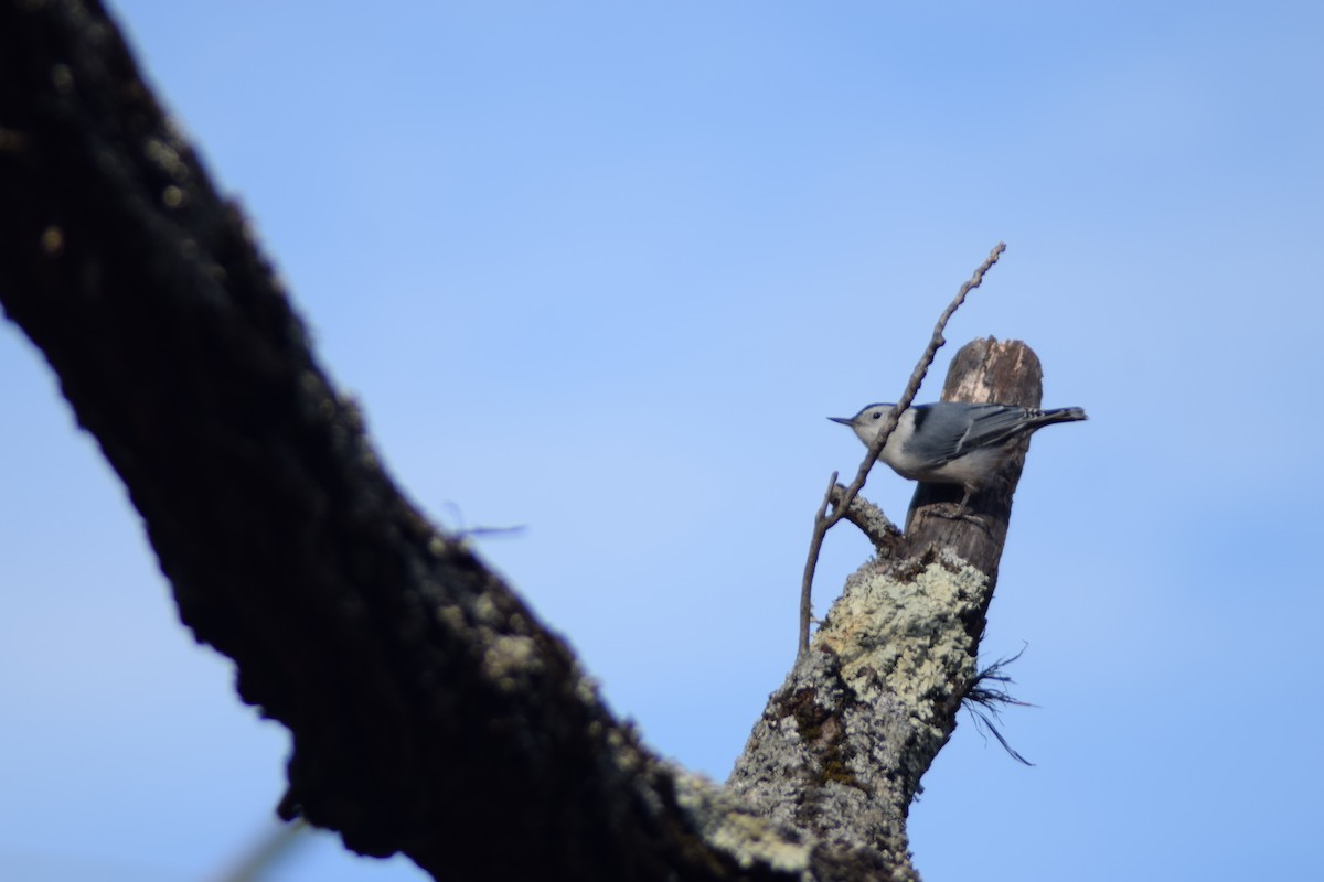 Sittelle à poitrine blanche - ML646088090