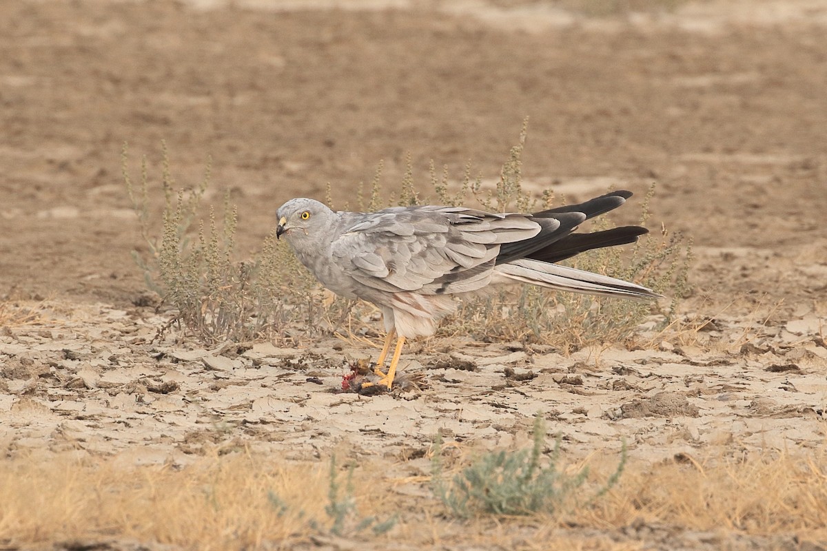 זרון פס - ML646088092
