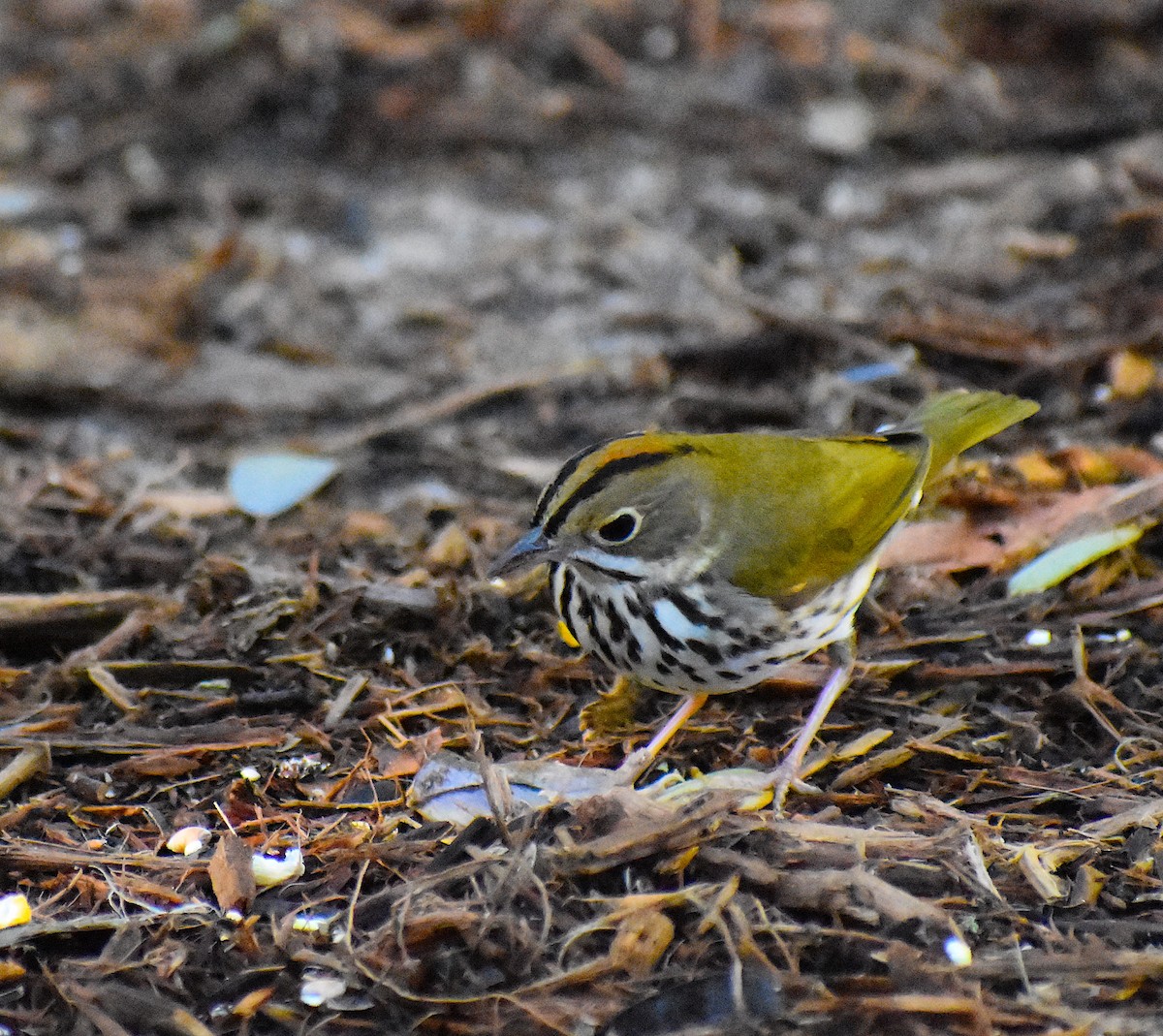 Ovenbird - ML646088093