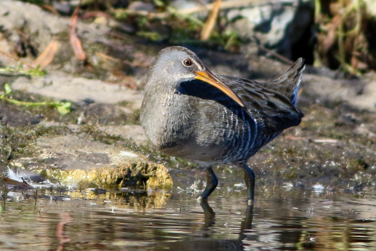 Clapper Rail - ML646088094