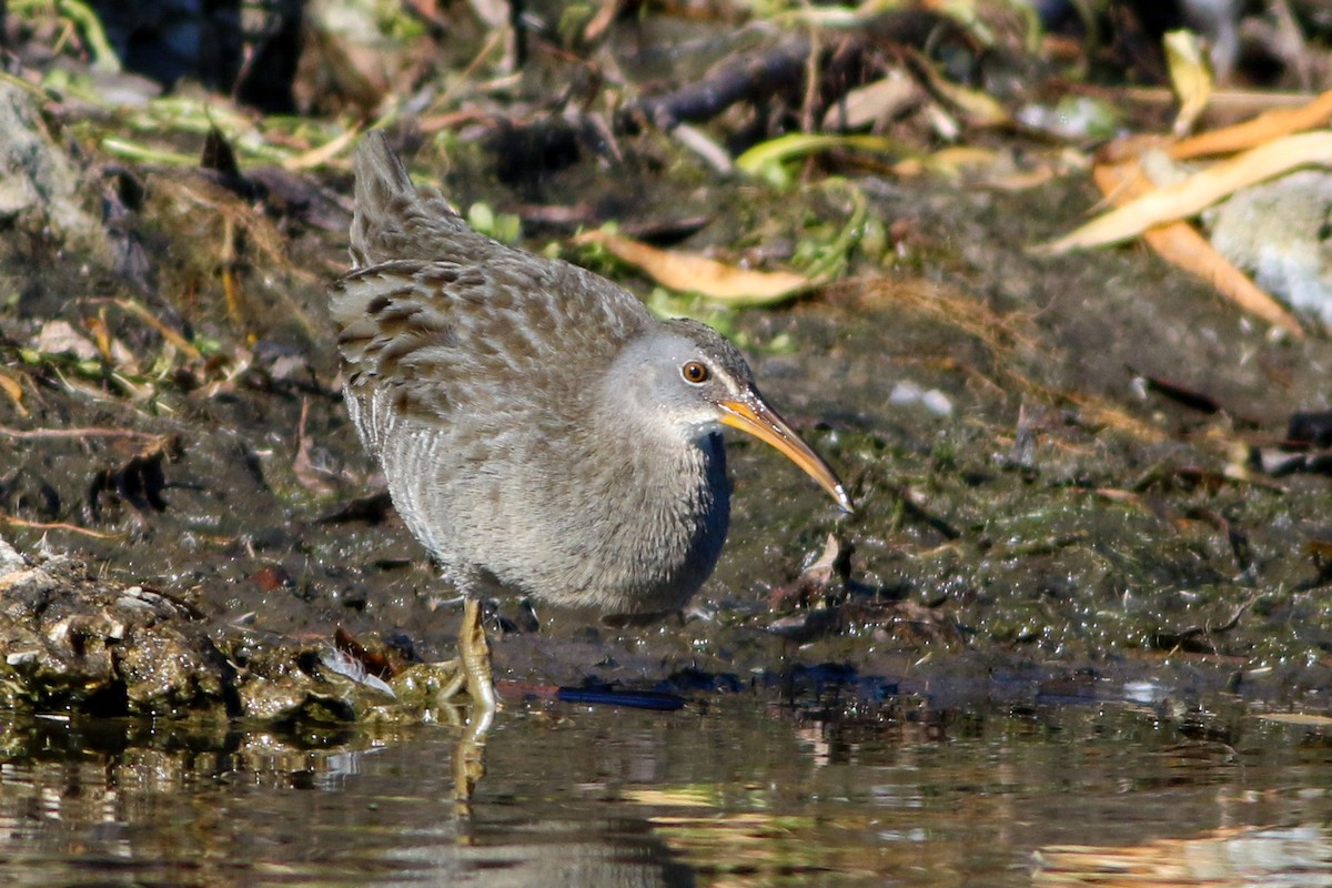 Clapper Rail - ML646088095