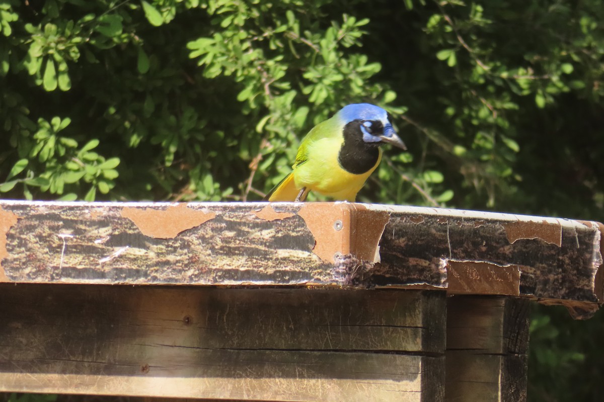 Inkablaurabe - ML646088099