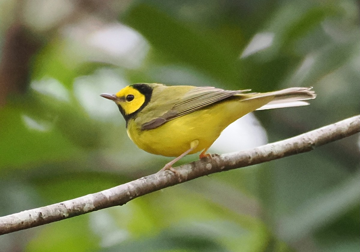 lesňáček kápový - ML646088100