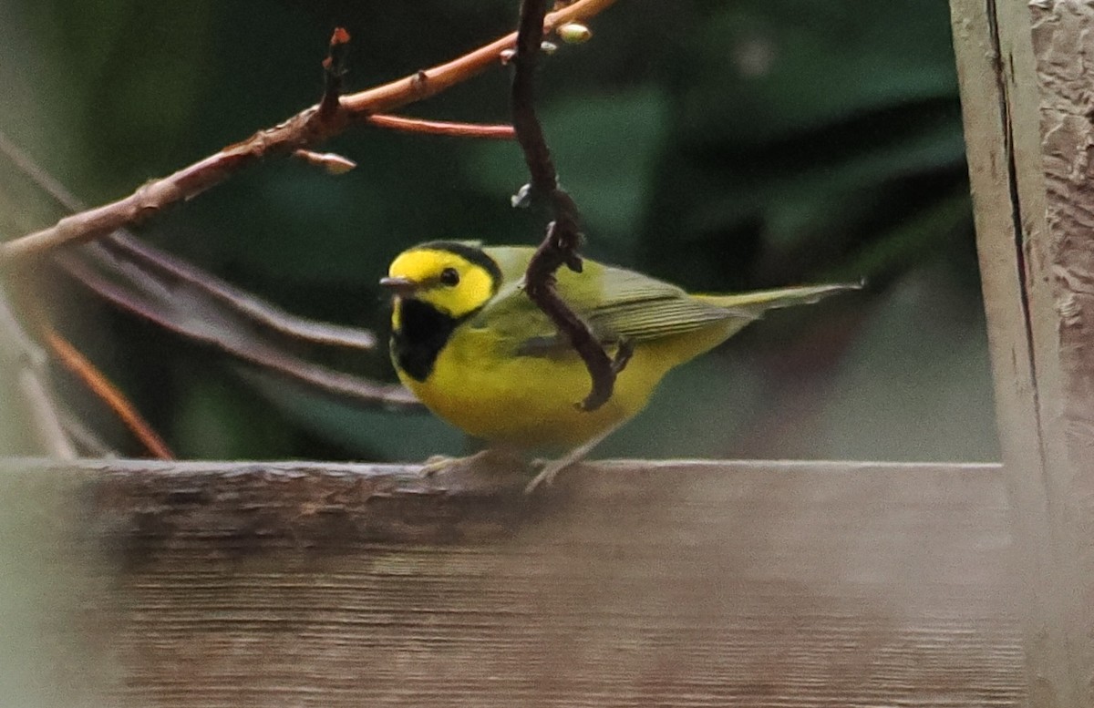 lesňáček kápový - ML646088101