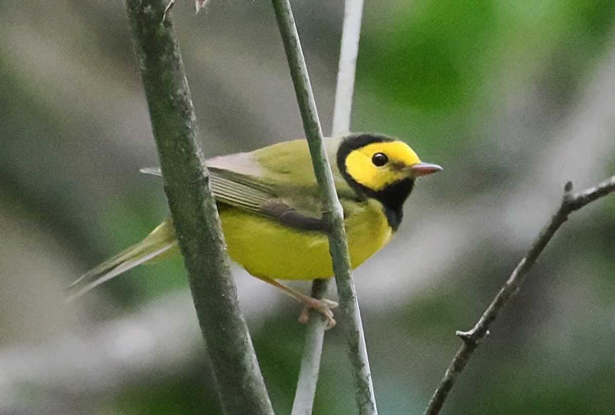 lesňáček kápový - ML646088102