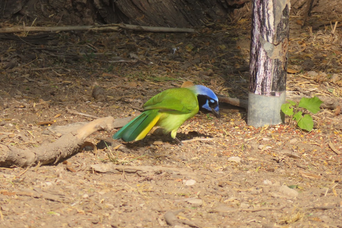 Inkablaurabe - ML646088103