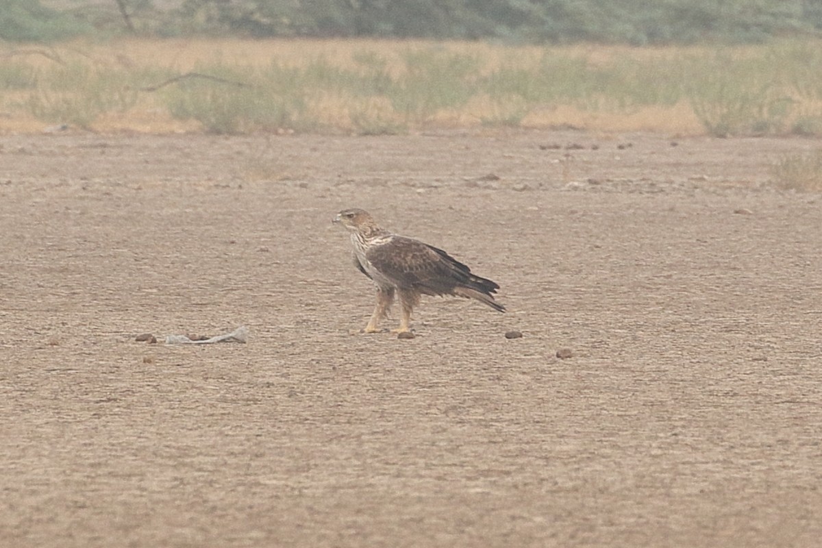 עיט ניצי - ML646088104