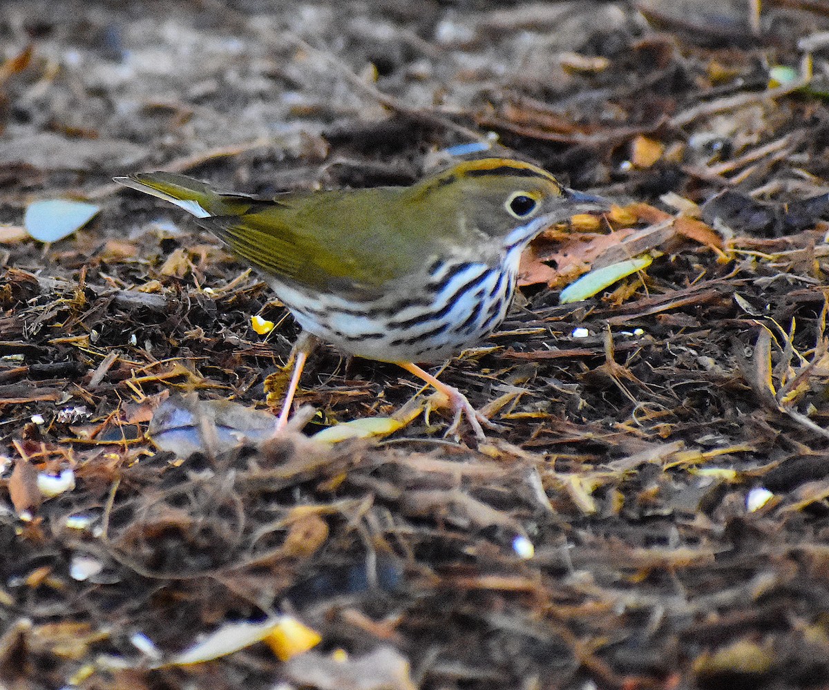 Ovenbird - ML646088106