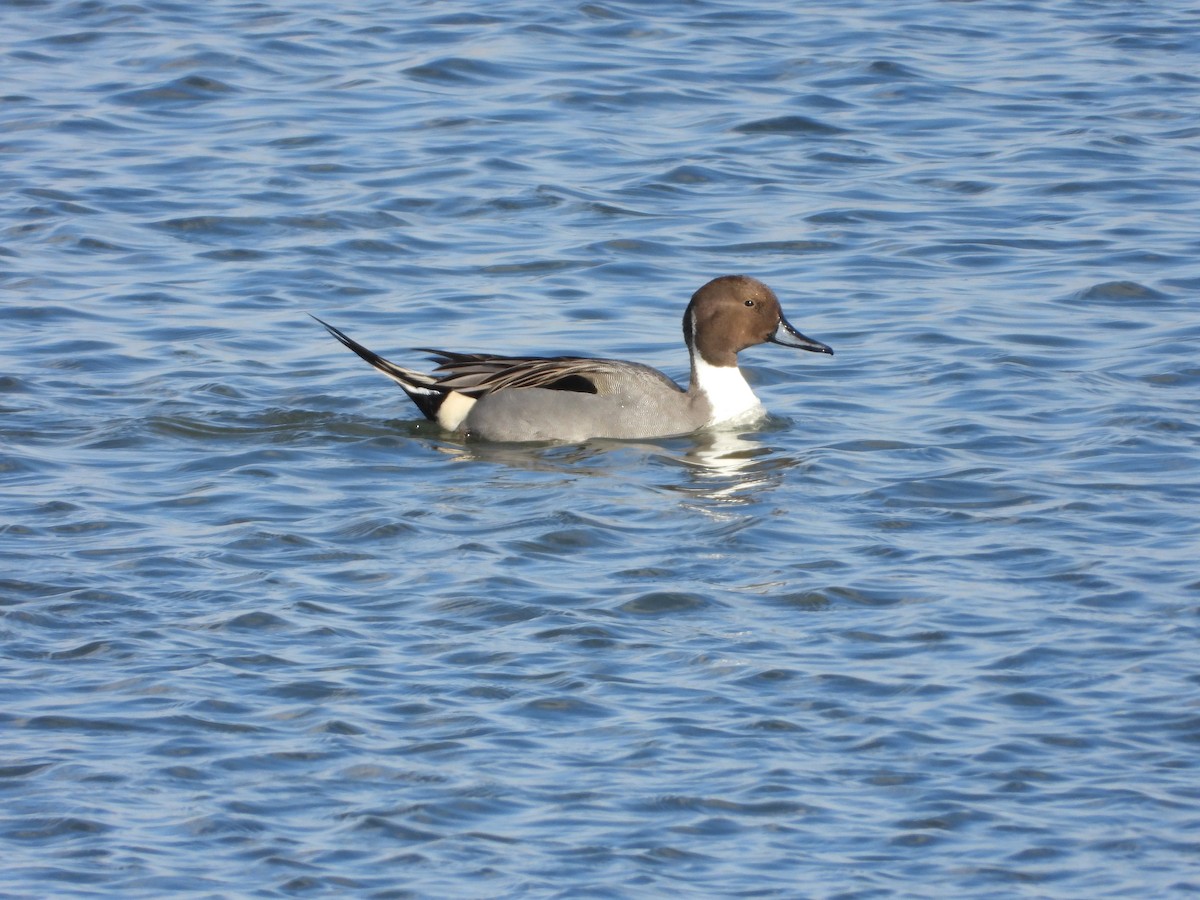 Northern Pintail - ML646088107