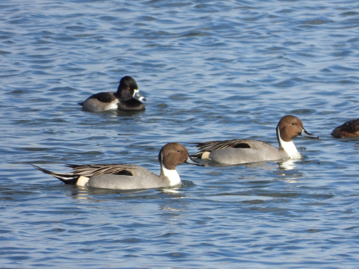 Northern Pintail - ML646088108
