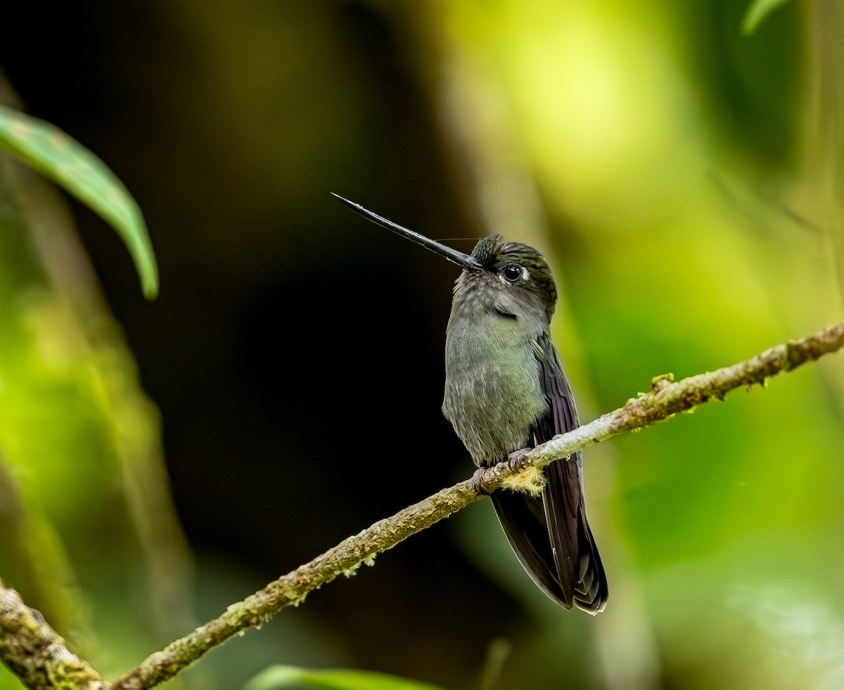 Green-fronted Lancebill - ML646088109