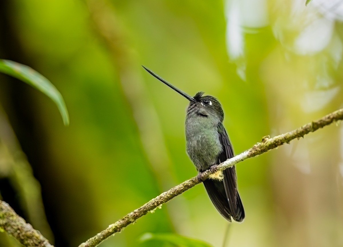 Green-fronted Lancebill - ML646088110