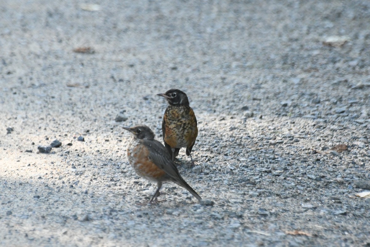 American Robin - ML646088111