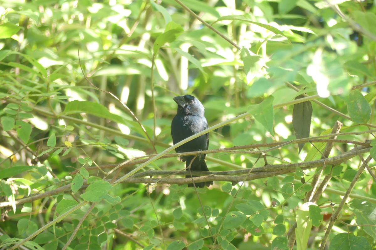 Blue-black Grosbeak - ML646088112