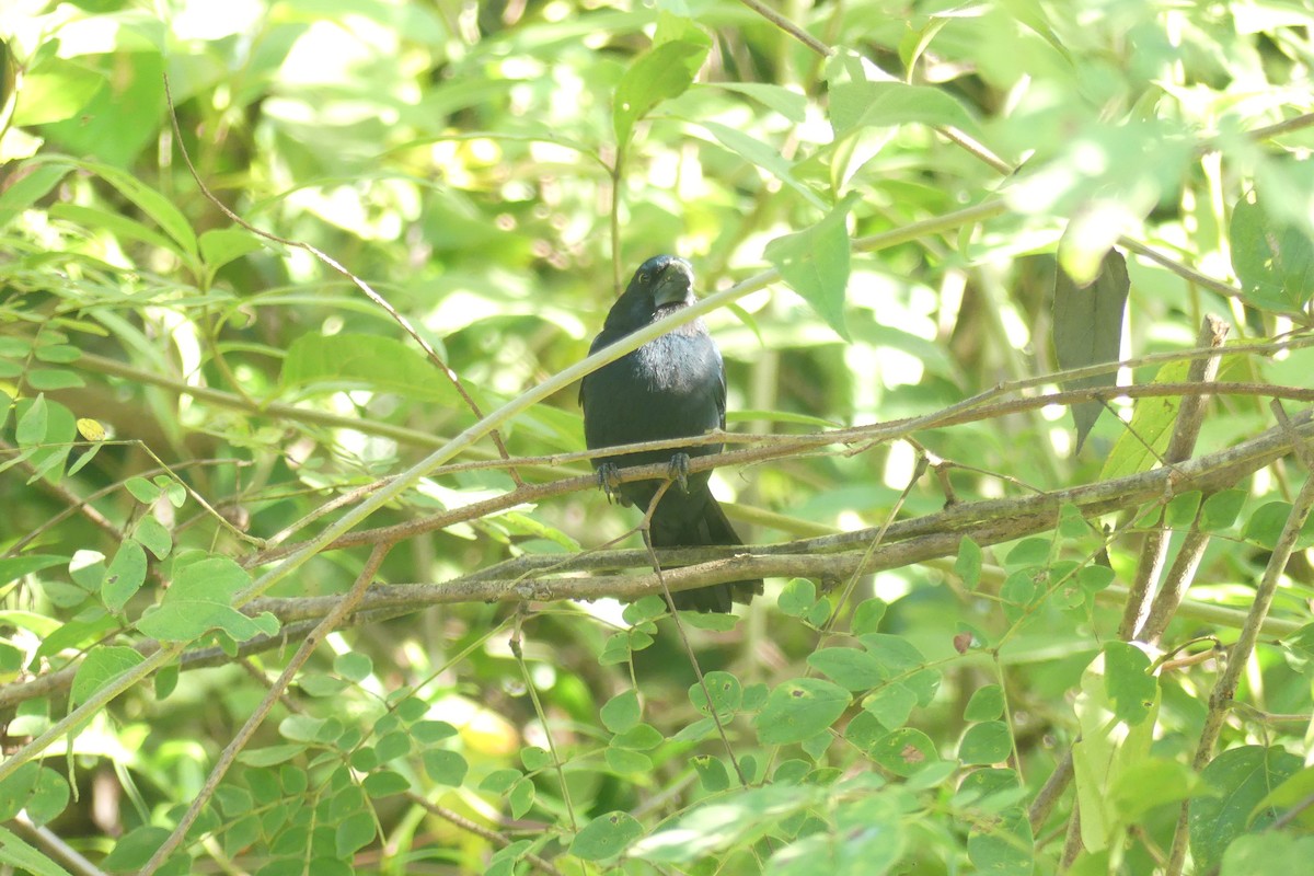 Blue-black Grosbeak - ML646088113