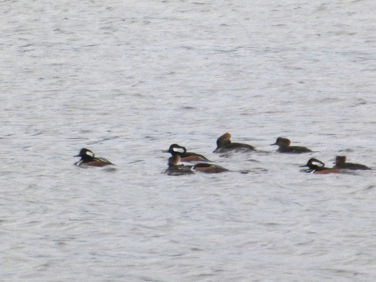 Hooded Merganser - ML646088119