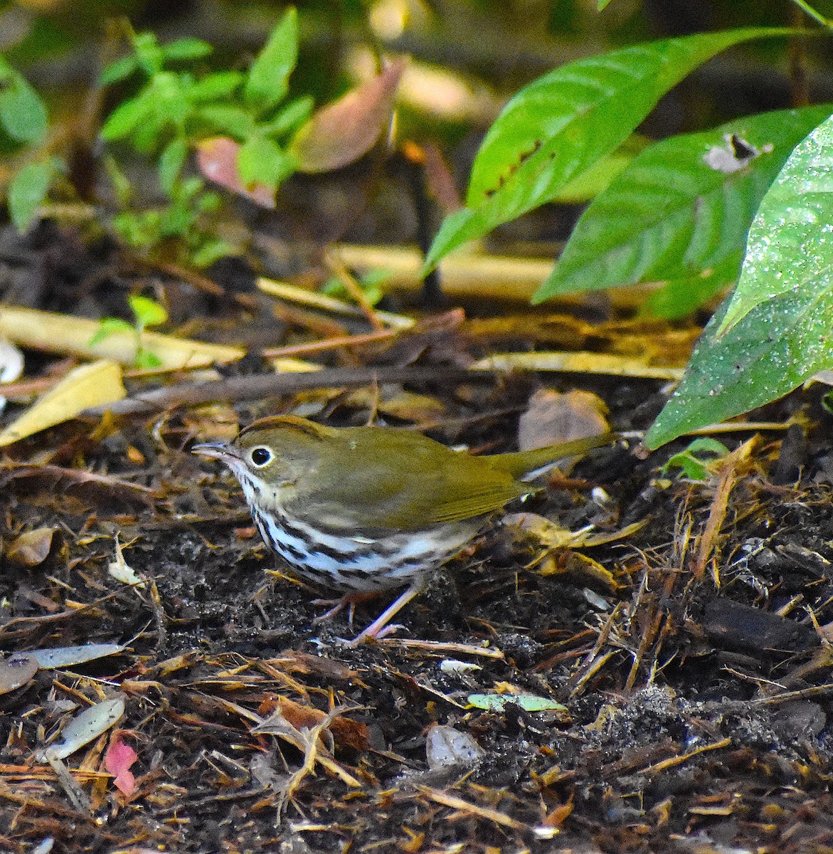 Ovenbird - ML646088120