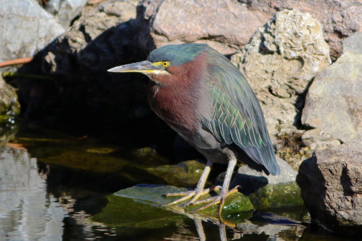 Green Heron - ML646088121