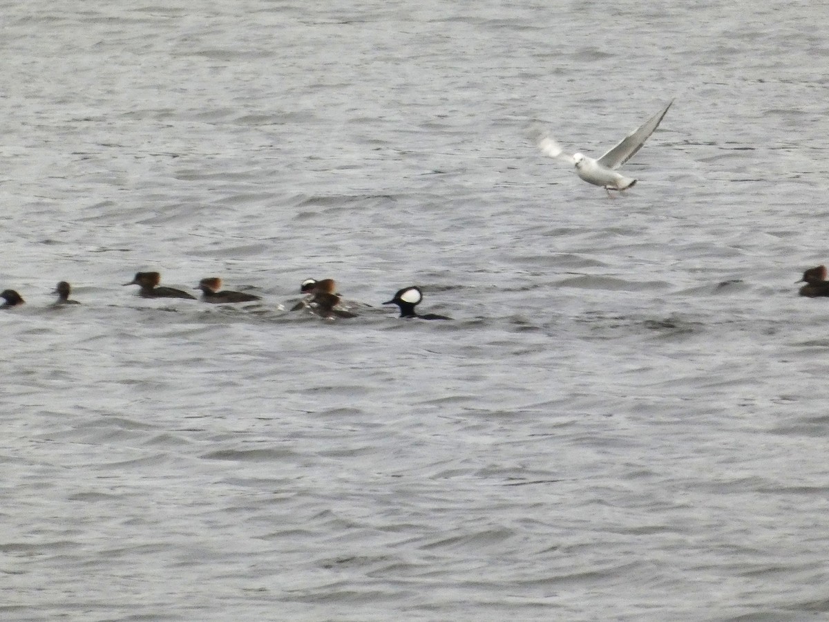 Bonaparte's Gull - ML646088124