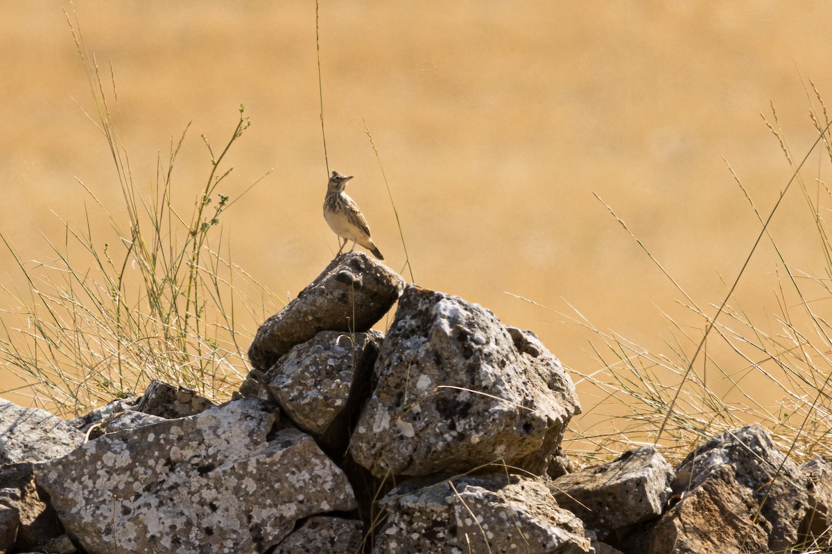 Crested Lark - ML646088125