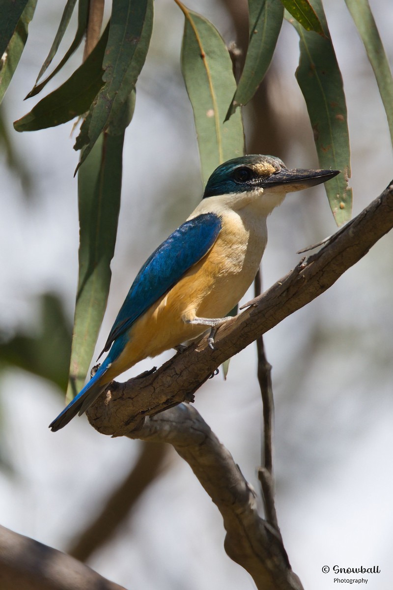 Sacred Kingfisher - ML646088133