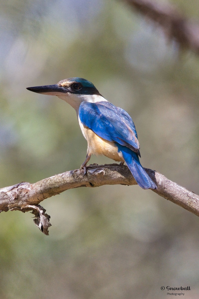 Sacred Kingfisher - ML646088138