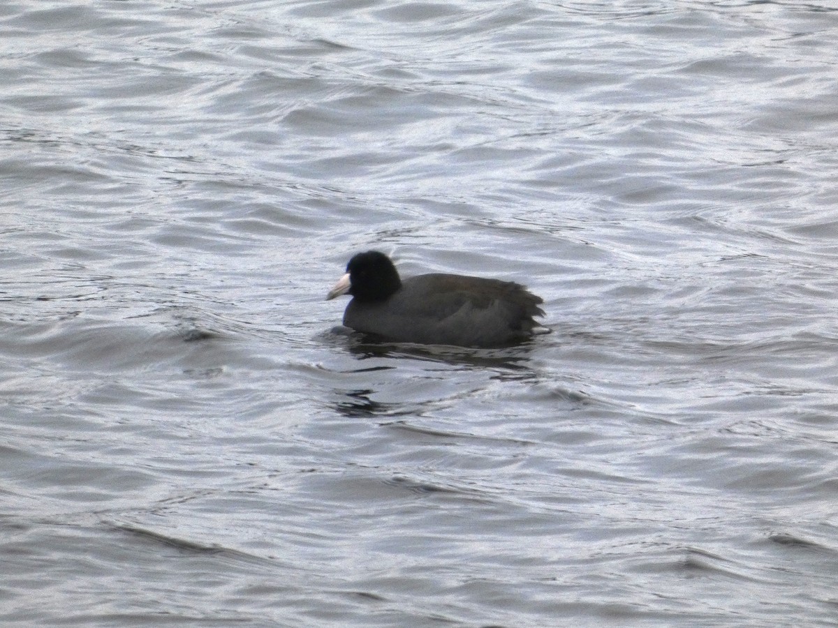 Foulque d'Amérique - ML646088139