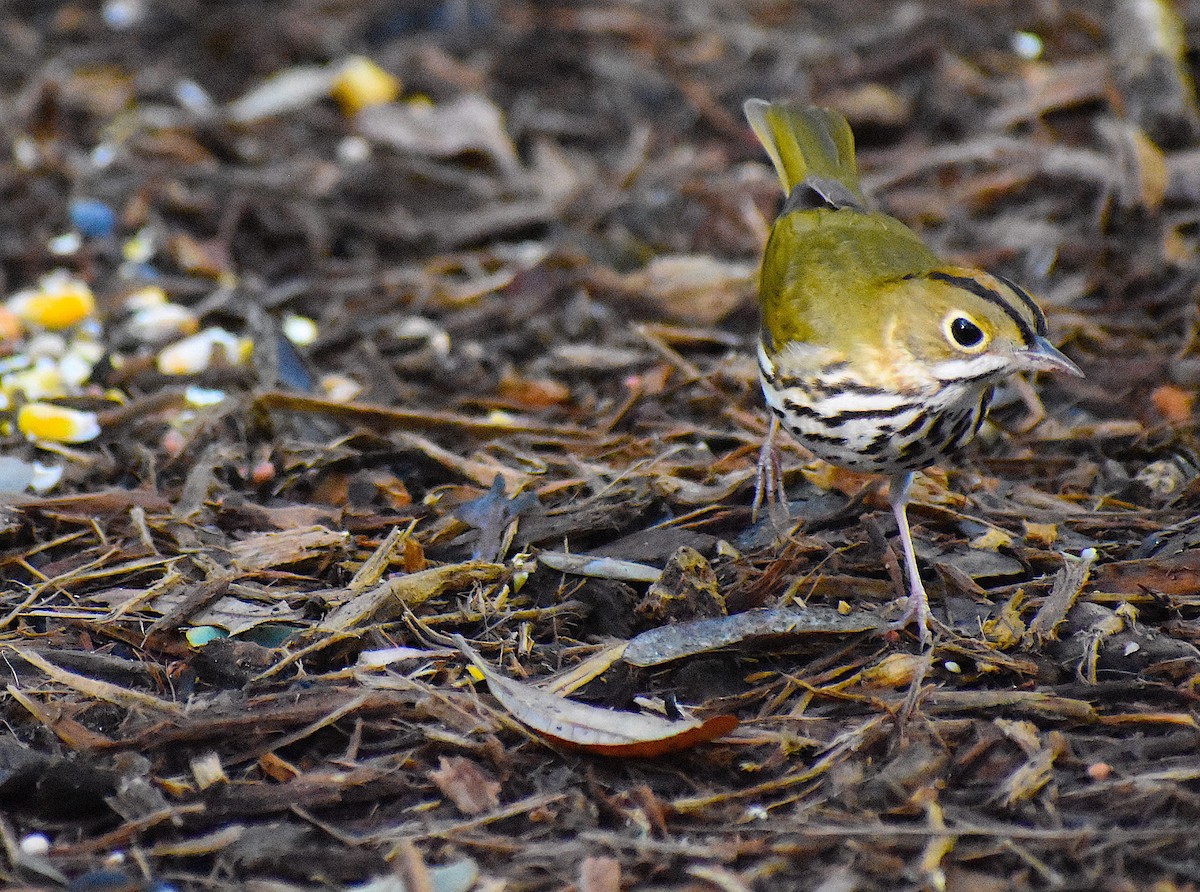 Ovenbird - ML646088140
