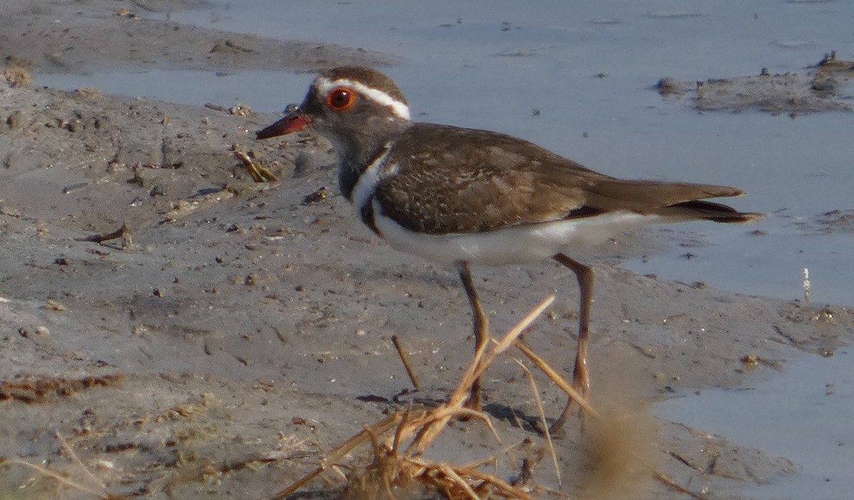 Three-banded Plover (Madagascar) - ML646088141