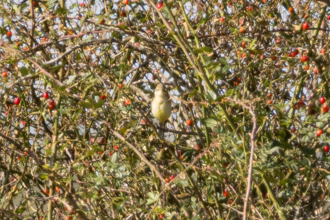 Western Yellow Wagtail - ML646088142