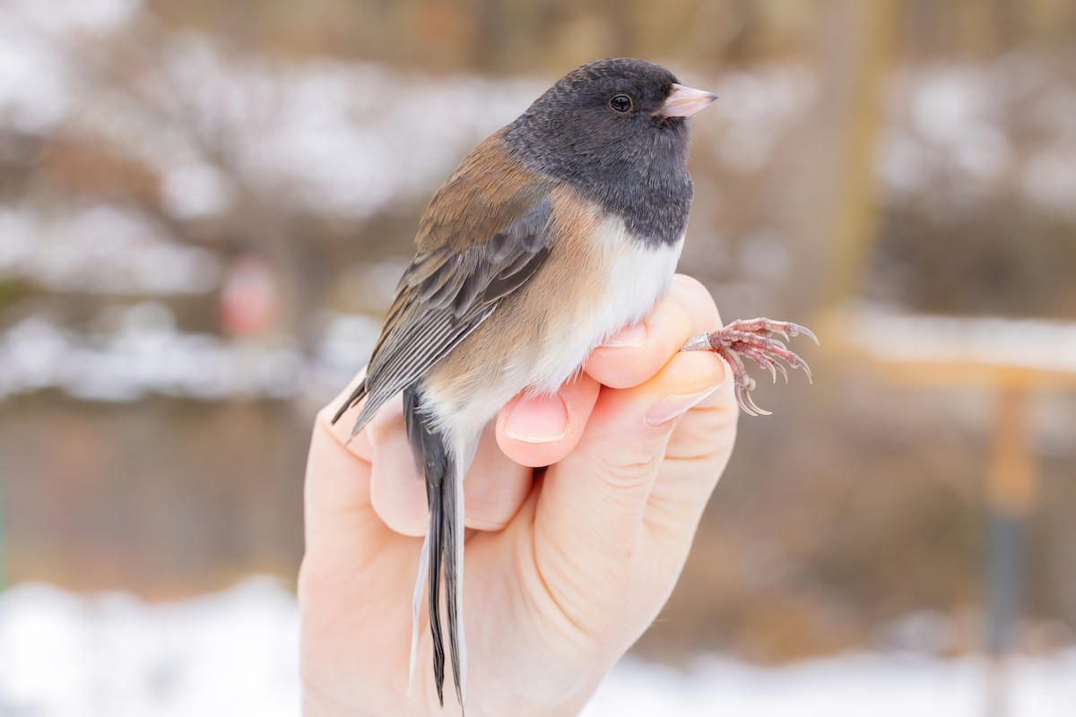 Dark-eyed Junco (Oregon) - ML646088143