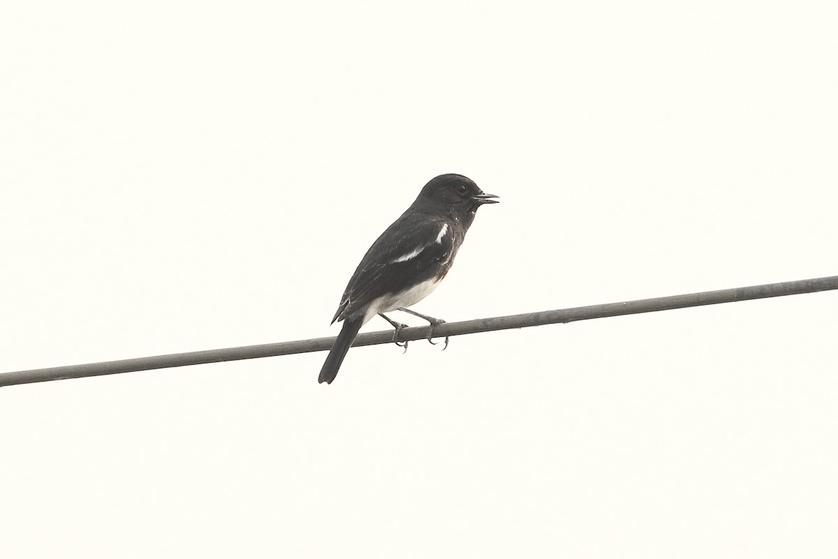 דוחל שחור - ML646088144