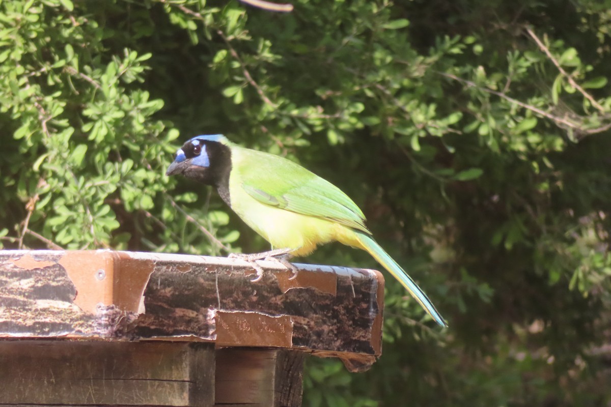 Inkablaurabe - ML646088146