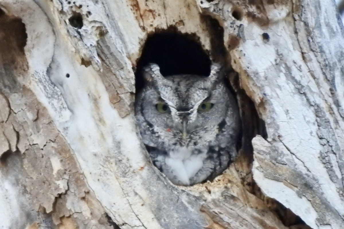 Eastern Screech-Owl - ML646088148
