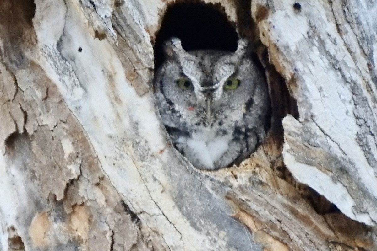 Eastern Screech-Owl - ML646088149