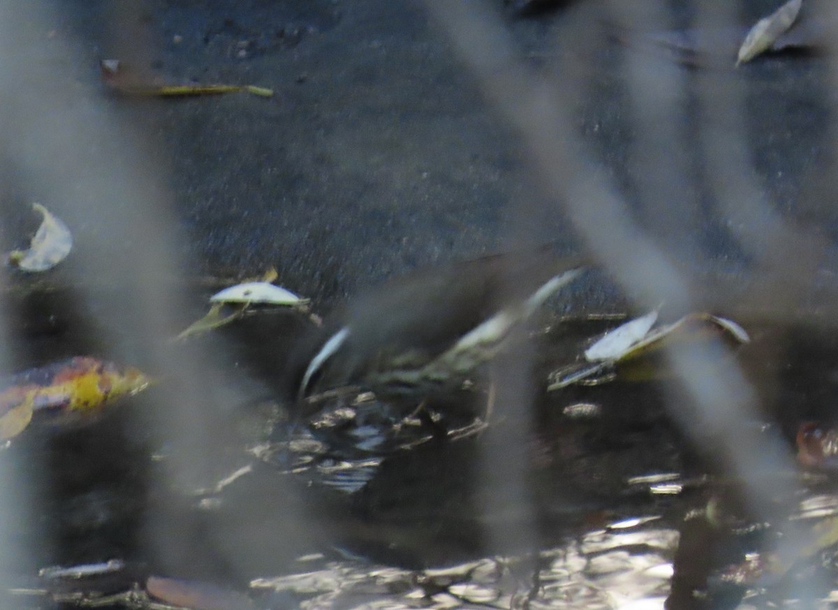 Louisiana Waterthrush - ML646088151