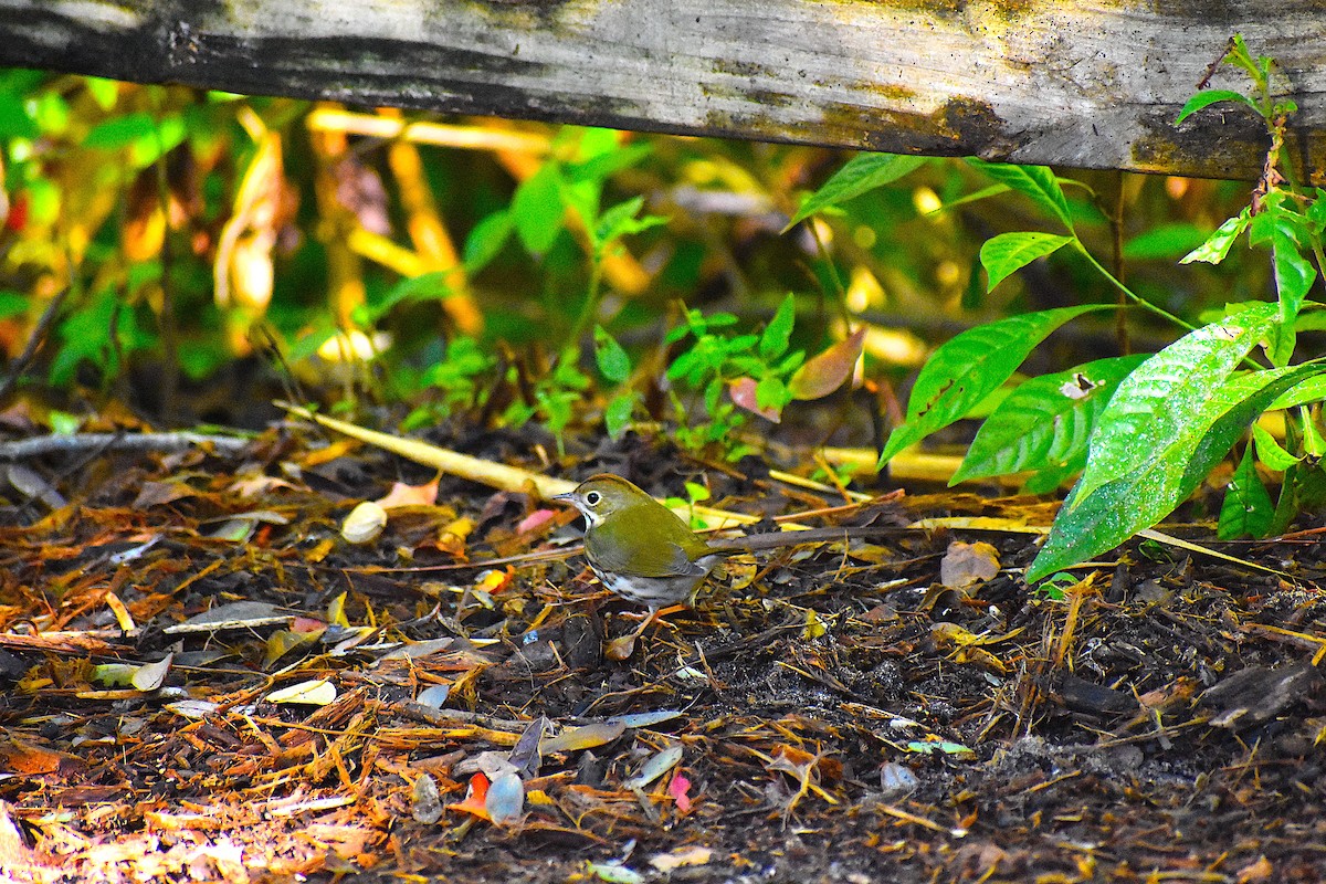 Ovenbird - ML646088157