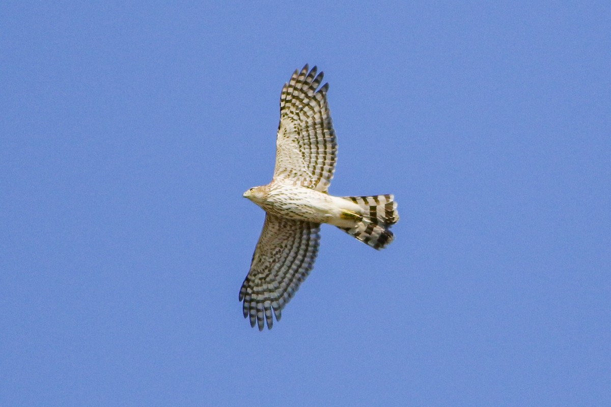 Cooper's Hawk - ML646088158