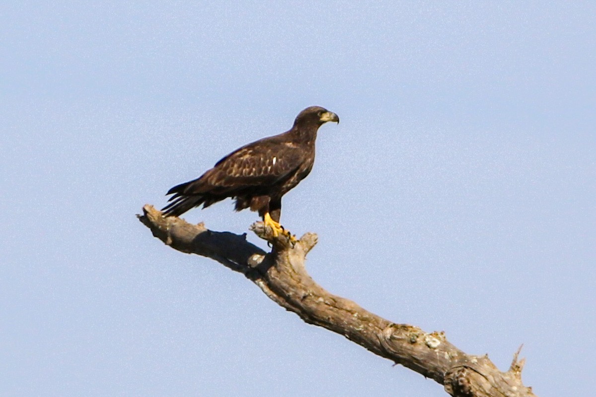 Bald Eagle - ML646088163