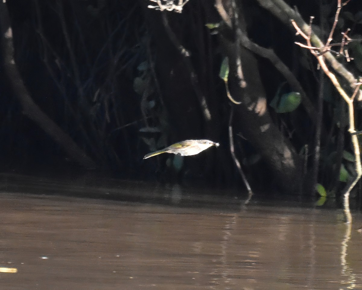 Mangrove Honeyeater - ML646088164