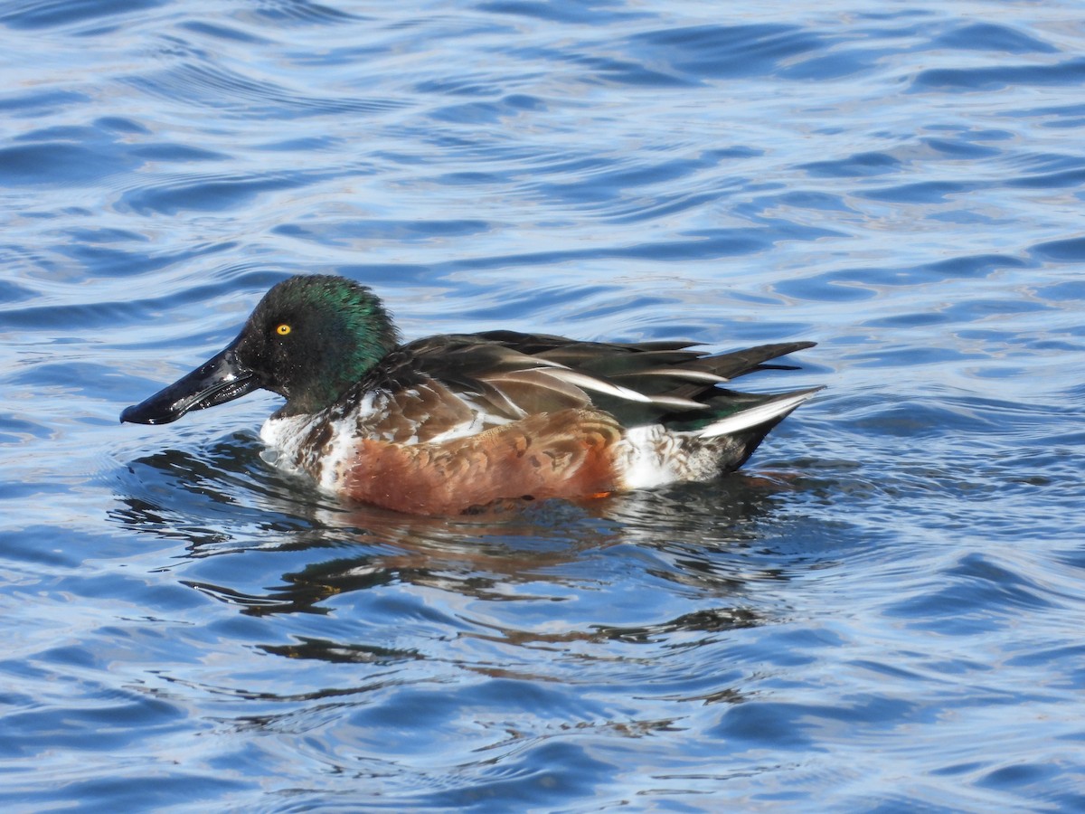 Northern Shoveler - ML646088165