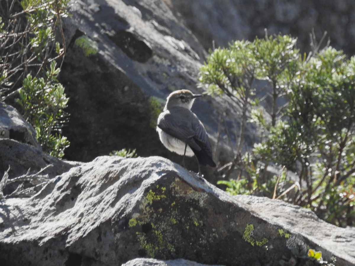White-browed Ground-Tyrant - ML646088167