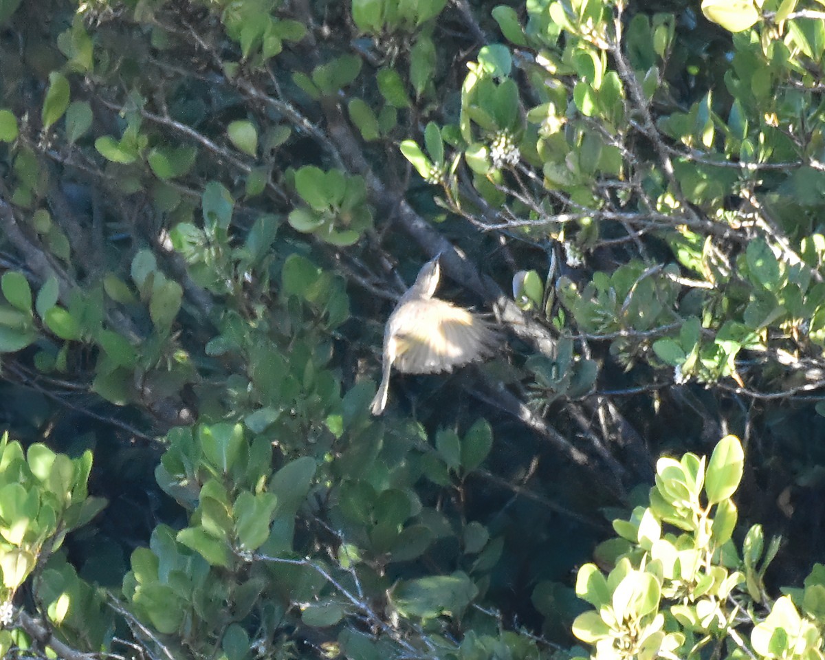 Mangrove Honeyeater - ML646088169