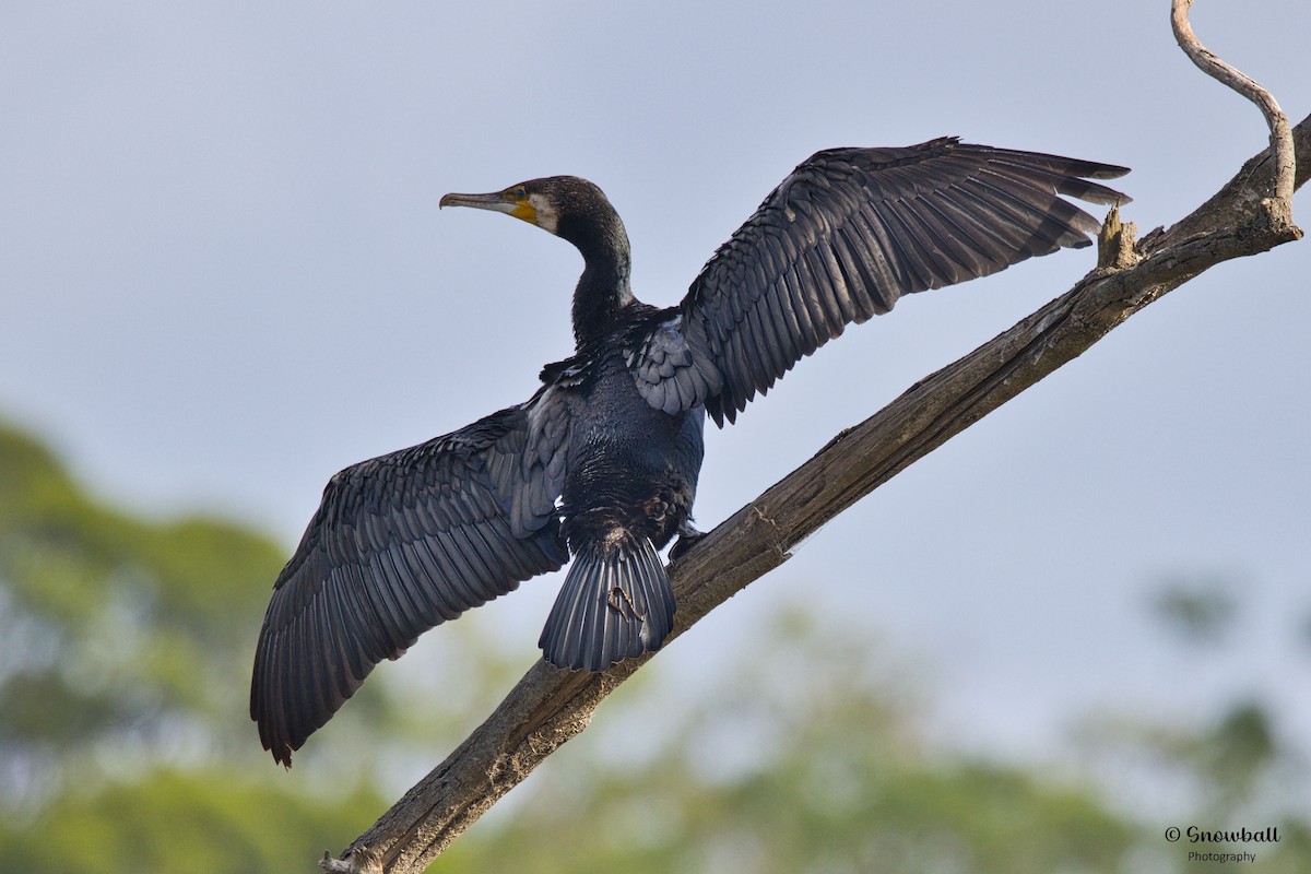 storskarv - ML646088171