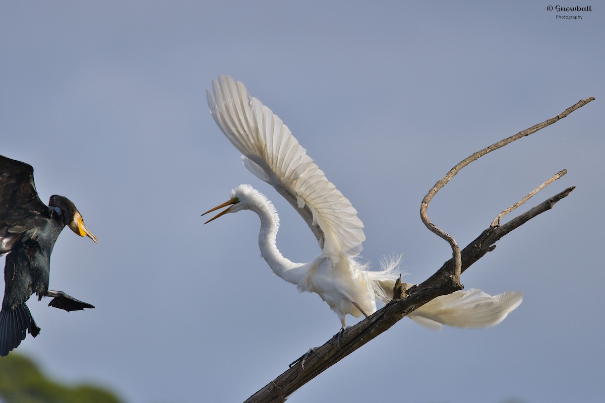 Great Egret - ML646088172