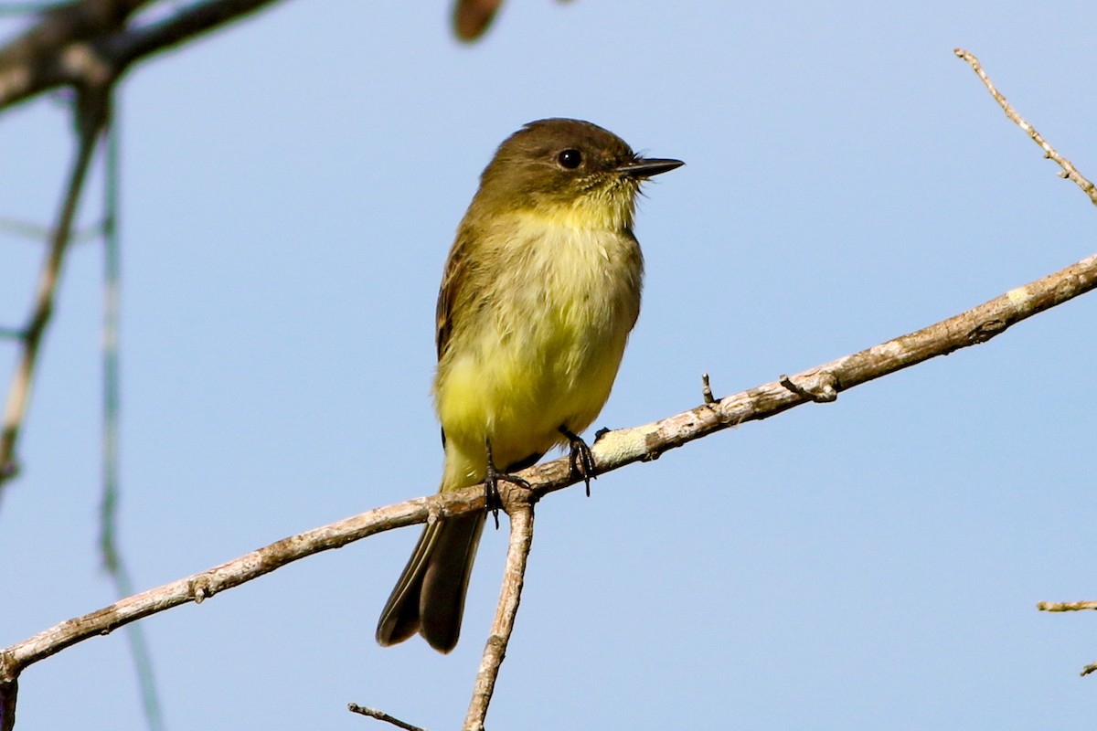 Eastern Phoebe - ML646088177