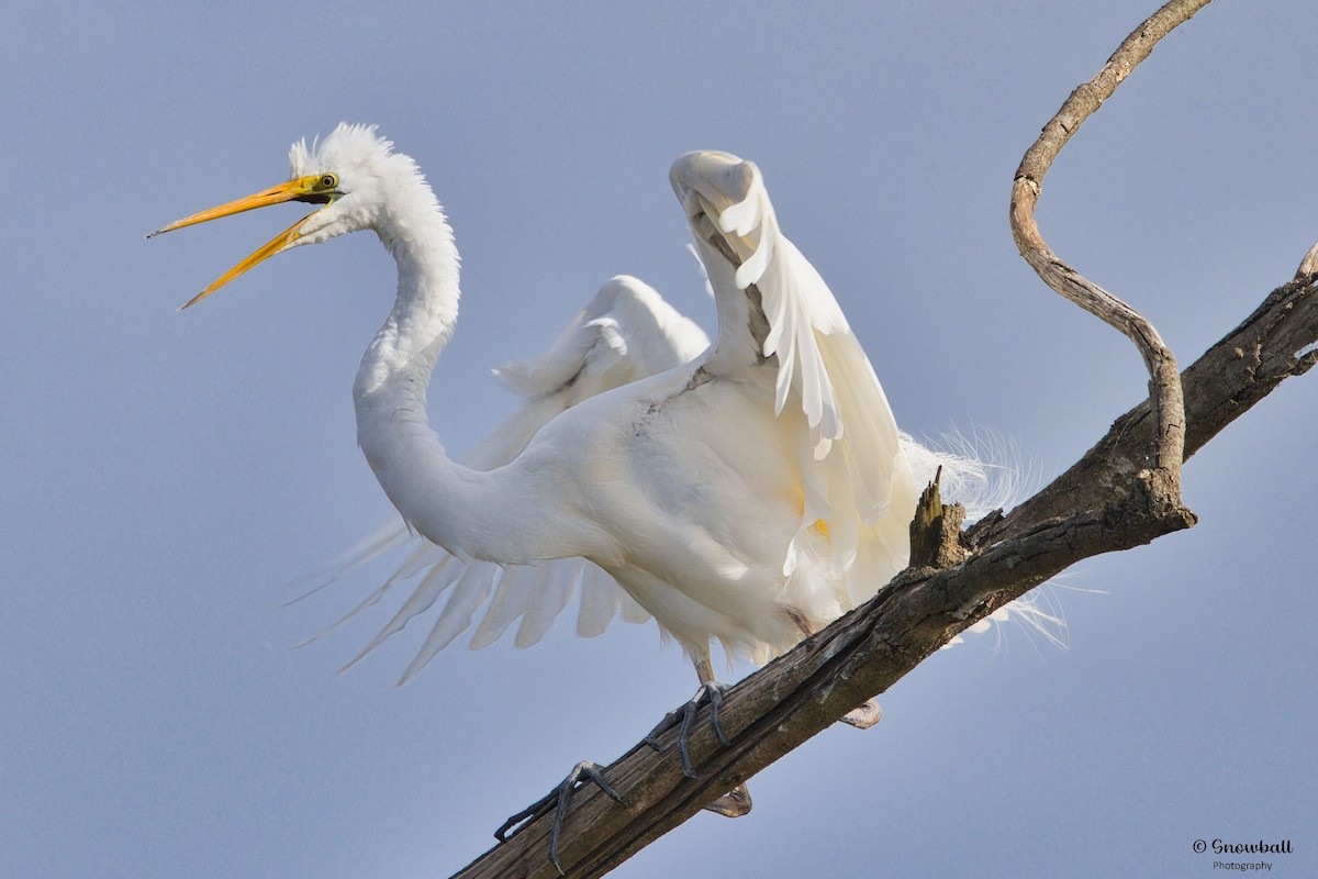 Great Egret - ML646088178
