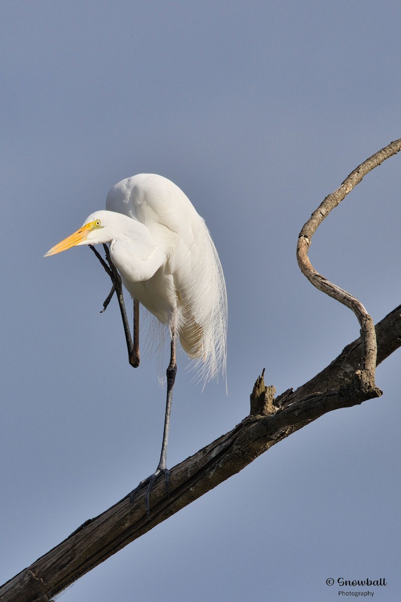 Great Egret - ML646088179