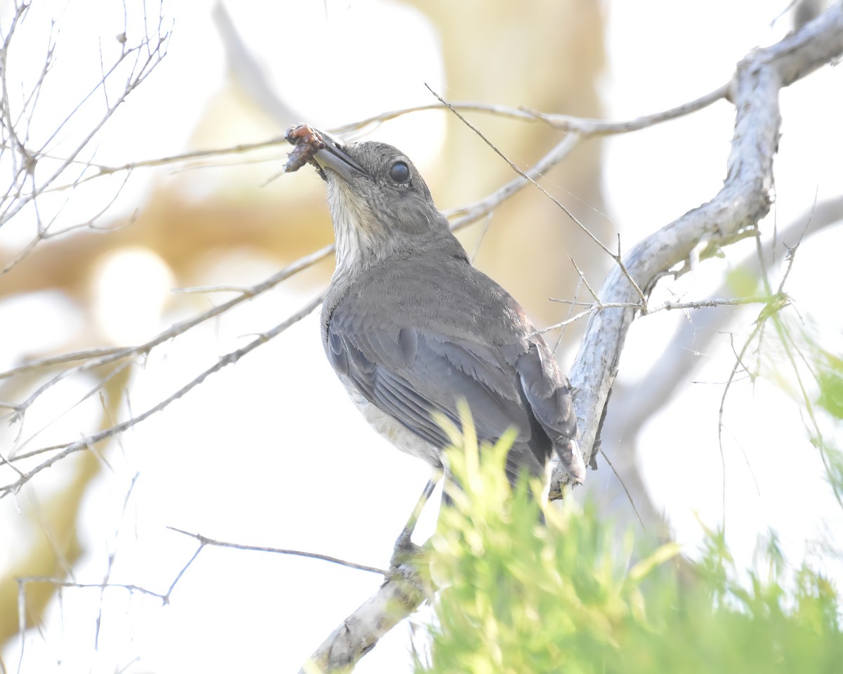 Gray Shrikethrush - ML646088180